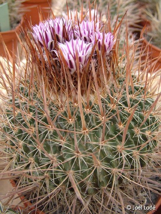 Echinofossulocactus lloydii Lau 751 JLcoll.1334